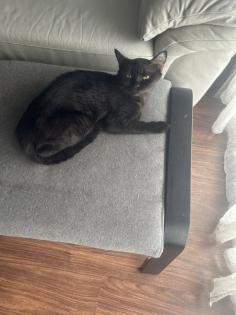 BKH Katzen Sie sind Geschwister