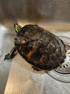 Wasserschildkröte Pseudemys Nelsoni