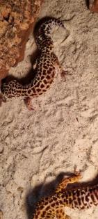 2 Leopardengeckos abzugeben