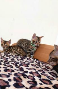 Bengal katze, Baby Katzen