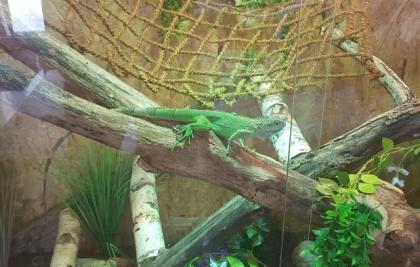 2 Grüne Leguane Terrarium