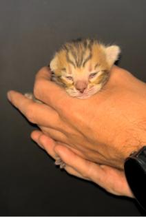 Toyger Kätzchen mit Stammbaum