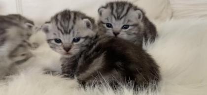 BKH- WHISKAS KITTEN