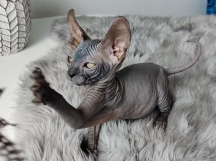 Don Sphynx Kitten suchen ein liebevolles Zuhause