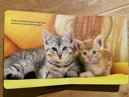 Katze, Hund, . Tierbuch, Pappbilderbuch