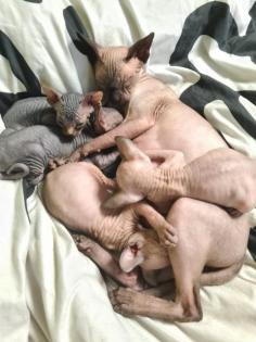 Kanadische sphynx kitten zu verkaufen