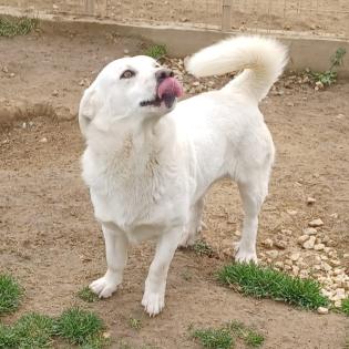Max sucht ein Zuhause
