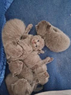 BKH Kitten suchen ein Zuhause