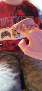 Leopardengecko Familie sucht neue und gemütliche zuhause