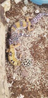Leopardgeckos verschiedene Farbformen