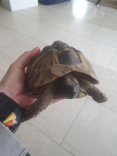 Griechische Landschildkröten w 2008