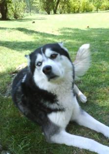 Wunderschöner Husky-Rüde abzugeben