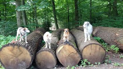 Hundebetreuung und Tier- und Haussitting