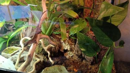 Bahamaanolis mit zwei eingerichteten Terrarien
