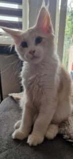 Maine coon kitten suchen ein Zuhause