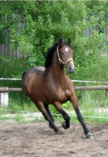 Fraya sucht Reitbeteiligung für vormittags