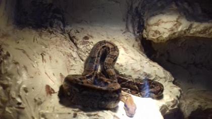 0. 1 Mexican Boa abzugeben