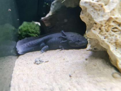 7 Axolotl abzugeben wildling copper weisling