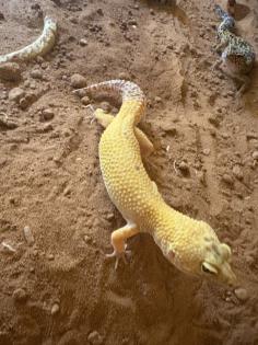 Leopard geckos mit terrarium und zubehör