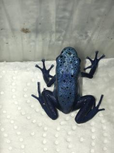 Dendrobates Azureus Nachzuchten