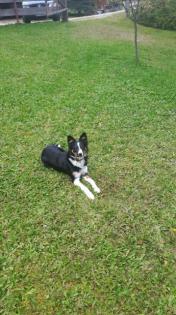 Border Colly/ Australien Shepherd