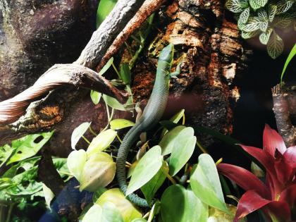 Gastropholis Prasina 1. 3
