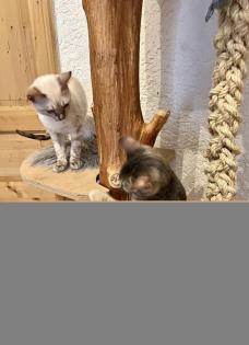 Snow Bengalen aus liebevoller Zucht mit TICA-Stammbaum - nur noch 2 zu haben