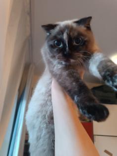 Weibliche Katze