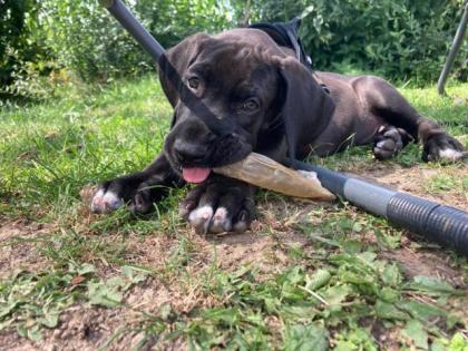 Deutsche Dogge Welpe