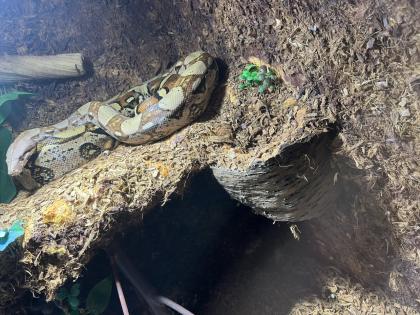 Boa Constrictor Abgottschlange evtl Mix