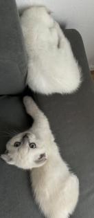 2 BKH/ Scottish Fold Mix Kitten