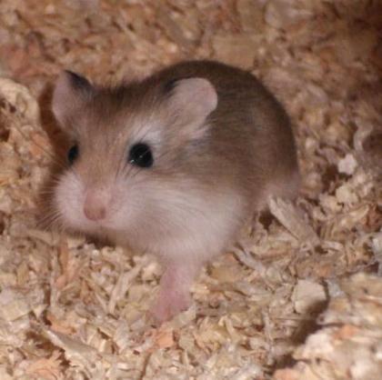 2 Monate alte Hamsterdame in liebevolle Hände abzugeben Salzgitter/Peine/Braun