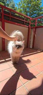 Heilige Birma Langhaarkatze Diva