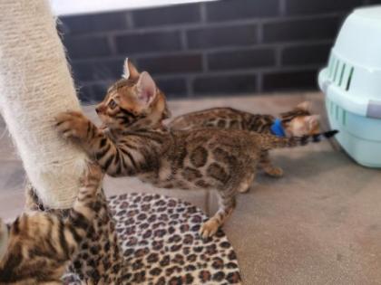 Wunderschöne Kontrastreiche Bengalkitten