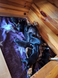 Jagdterrier Patterdaleterrier Welpen