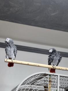 Graupapageienpaar 3Jahre mit großem Käfig und Zubehör