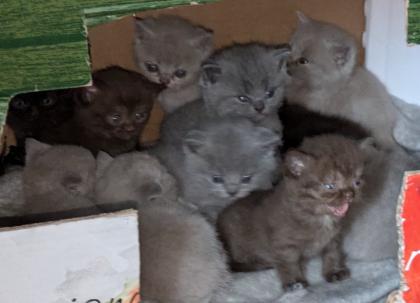 Wir bieten liebevolle, gut erzogene, reinrassige Britisch-Kurzhaar-Kitten zu erschwinglichen Prei