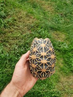 1. 2 Geochelone elegans adult Zuchtgruppe