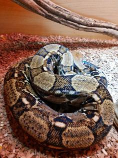 Boa Constrictor Imperator inklusive Terrarium