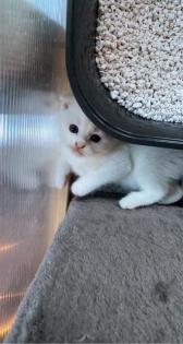 Kleiner weißer Kater sucht noch