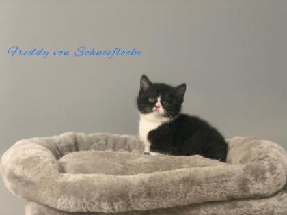 Wunderschöne BKH Kitten suchen liebevolles Zuhause