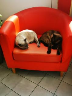Siam kitten suchen ihr neues Zuhause