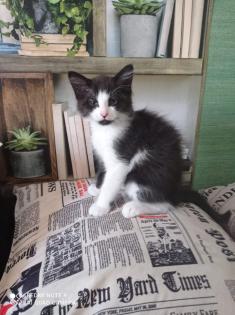 Katzen Familie sucht ein Zuhause auf Lebenszeit