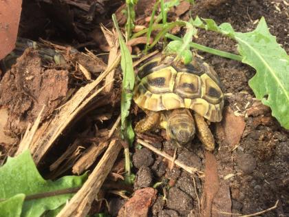 Griechische Landschildkröten