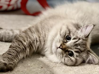 Deckkater Fury - Reinrassiger Dtsch Langhaar/German Angora sucht Damen