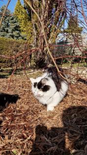Katzenkinder und Mutter