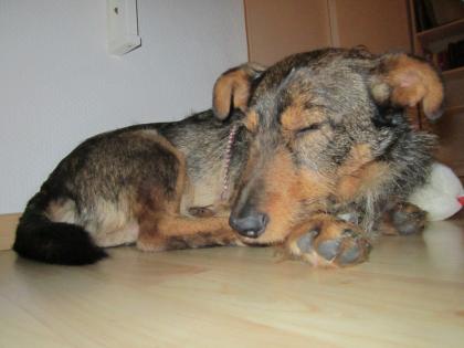 Hund Dackel-Mix Hugo sucht DRINGEND ein zuHause oder Pflegeplatz