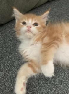 Wunderschöne reinrassige XXL Maine Coon Red Tabby Red White Tabby Katzen Kitten