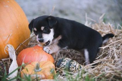 Jack Russel Mix Welpen