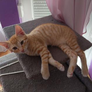 2 Katzenbabys, 12 Wochen, Weibchen und Junge